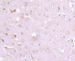 Argonaute 3 Antibody in Immunohistochemistry (Paraffin) (IHC (P))