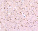 Argonaute 3 Antibody in Immunohistochemistry (Paraffin) (IHC (P))