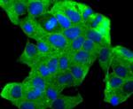 CXCL12 Antibody in Immunocytochemistry (ICC/IF)