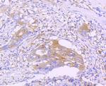 STAT2 Antibody in Immunohistochemistry (Paraffin) (IHC (P))