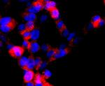 DRD1 Antibody in Immunocytochemistry (ICC/IF)