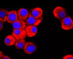 DRD1 Antibody in Immunocytochemistry (ICC/IF)