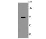 DRD1 Antibody in Western Blot (WB)