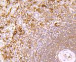 IL-4 Antibody in Immunohistochemistry (Paraffin) (IHC (P))