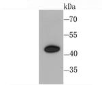 CXCR3 Antibody in Western Blot (WB)