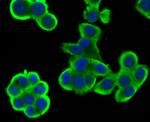 WNT2B Antibody in Immunocytochemistry (ICC/IF)