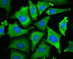 WNT2B Antibody in Immunocytochemistry (ICC/IF)