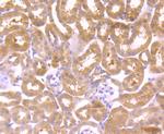 WNT2B Antibody in Immunohistochemistry (Paraffin) (IHC (P))