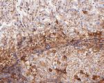 ApoA2 Antibody in Immunohistochemistry (Paraffin) (IHC (P))