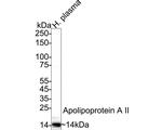 ApoA2 Antibody in Western Blot (WB)