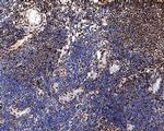 Phospho-CREB (Ser133) Antibody in Immunohistochemistry (Paraffin) (IHC (P))