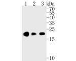 UBE2B Antibody in Western Blot (WB)