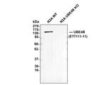 UBE4B Antibody in Western Blot (WB)