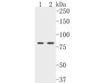 CARS Antibody in Western Blot (WB)