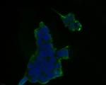 Themis Antibody in Immunocytochemistry (ICC/IF)