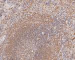 Themis Antibody in Immunohistochemistry (Paraffin) (IHC (P))