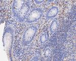 Themis Antibody in Immunohistochemistry (Paraffin) (IHC (P))