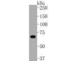 Themis Antibody in Western Blot (WB)