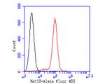 NAT10 Antibody in Flow Cytometry (Flow)