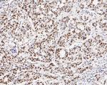 GATAD2A Antibody in Immunohistochemistry (Paraffin) (IHC (P))