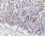 GATAD2A Antibody in Immunohistochemistry (Paraffin) (IHC (P))