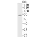 GATAD2A Antibody in Western Blot (WB)