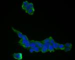 MRPL28 Antibody in Immunocytochemistry (ICC/IF)