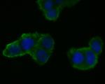 MRPL28 Antibody in Immunocytochemistry (ICC/IF)