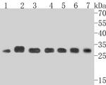 MRPL28 Antibody in Western Blot (WB)