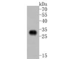 MRPL28 Antibody in Western Blot (WB)