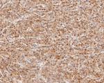 ABH1 Antibody in Immunohistochemistry (Paraffin) (IHC (P))