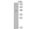 ABH1 Antibody in Western Blot (WB)