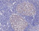 Oct-2 Antibody in Immunohistochemistry (Paraffin) (IHC (P))