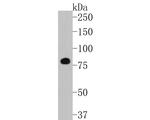 EGR1 Antibody in Western Blot (WB)