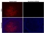 CD21 Antibody in Immunohistochemistry (Paraffin) (IHC (P))