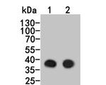 PCBP1 Antibody in Western Blot (WB)