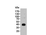 NSUN4 Antibody in Western Blot (WB)