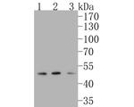 FEN1 Antibody in Western Blot (WB)