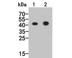 FEN1 Antibody in Western Blot (WB)