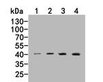 AGTR1 Antibody in Western Blot (WB)