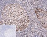 H3K27ac Antibody in Immunohistochemistry (Paraffin) (IHC (P))