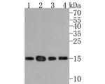 H3K27ac Antibody in Western Blot (WB)