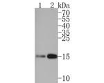 H3K27ac Antibody in Western Blot (WB)