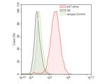 p47phox Antibody in Flow Cytometry (Flow)