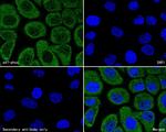 p47phox Antibody in Immunocytochemistry (ICC/IF)