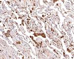 p47phox Antibody in Immunohistochemistry (Paraffin) (IHC (P))