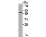 p47phox Antibody in Western Blot (WB)