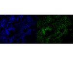 POLR2A Antibody in Immunocytochemistry (ICC/IF)