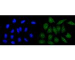 CLIC2 Antibody in Immunocytochemistry (ICC/IF)