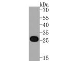 CLIC2 Antibody in Western Blot (WB)